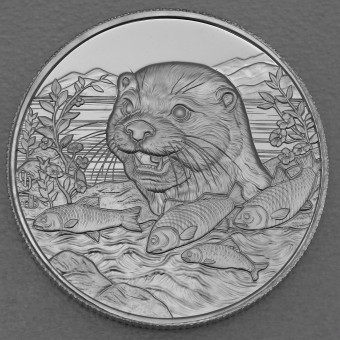 Silbermünze 1oz "Otter" 2024 Piscivore Serie (Kamerun)