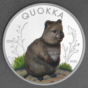 Silbermünze 1oz "Quokka" 2024 (PP/koloriert) (Australien)