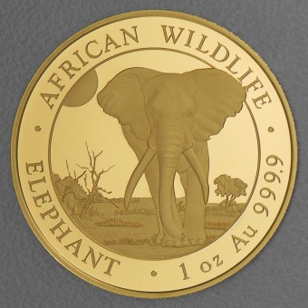 Goldmünze 1oz "Elefant" 2025 African Wildlife (Somalia)