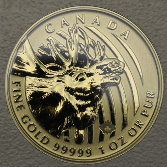 Goldmünze 1oz "Moose 2019" (Kanada) "Call of the wild" Serie