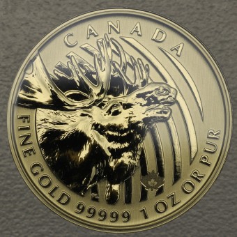 Goldmünze 1oz "Moose 2019" (Kanada) "Call of the wild" Serie